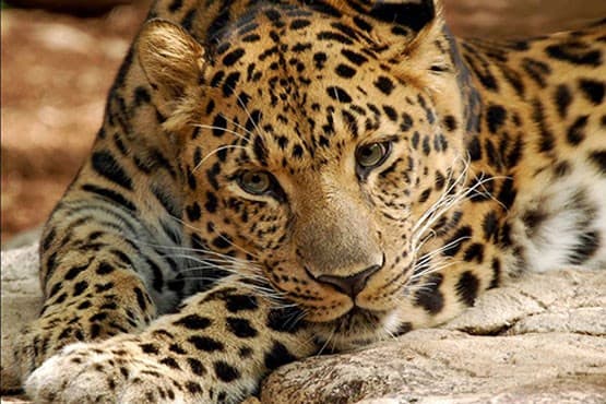 توسعه نانولوله‌های کربنی با الهام از پوست پلنگ