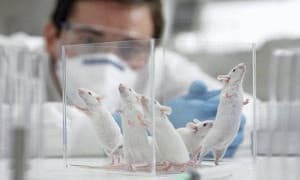 گام نخست تولید انواع مدل‌های حیوانی در سلول بنیادی فناوری حذف ژن است