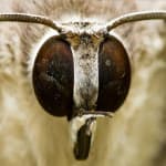 الهام از چشم بید برای تولید نانو پوشش ضد انعکاس