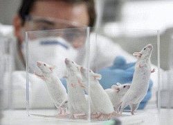 گام نخست تولید انواع مدل‌های حیوانی در سلول بنیادی فناوری حذف ژن است