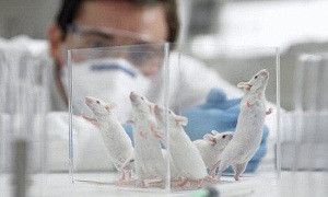گام نخست تولید انواع مدل‌های حیوانی در سلول بنیادی فناوری حذف ژن است